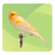 Icon of program: Top Birds Ringtones 2