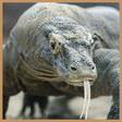 ไอคอนของโปรแกรม: Komodo 8 Chess Engine