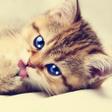 プログラムのアイコン：Talking Tabby Cat