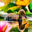 Ícone do programa: Duckling Wallpapers New T…