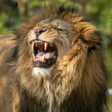 Ikona programu: Lion Sounds