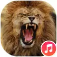 Lion Sounds