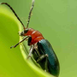 程序图标：Insect identifier