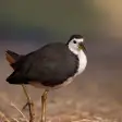 White-breasted waterhen Sounds