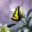 Butterflies World Screensaver