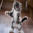 Ikon program: Cat Funny HD Wallpaper Ne…