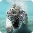 プログラムのアイコン：Tiger Live Wallpaper