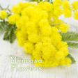 Icon of program: Cute Theme-Mimosa Flowers…