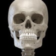 Ikon program: Skeleton 3D Anatomy