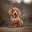 Symbol des Programms: Dachshund Wallpapers