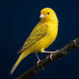 Icon of program: Canary Bird sounds
