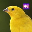 أيقونة البرنامج: Canary Bird sounds