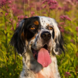 程序图标：Dogs Jigsaw Puzzles HD