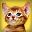 أيقونة البرنامج: Pet Photography  Pet Pict…