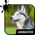 Ikona programu: Cute Husky Animated Keybo…
