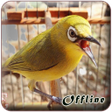 プログラムのアイコン：Kicau Master Pleci MP3 Of…