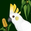 프로그램 아이콘: Wingmate Birds