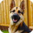 プログラムのアイコン：police dog criminal chase