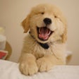 Ikon program: Cute Dog Wallpapers HD