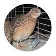 プログラムのアイコン: Quail breeding
