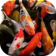 Ícone do programa: Koi Live Wallpaper