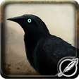 Icon of program: Munin