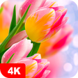 Ikona programu: Tulip Wallpapers 4K