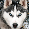プログラムのアイコン：Husky live wallpaper
