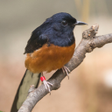 프로그램 아이콘: White-rumped shama