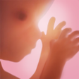 プログラムのアイコン：Pregnancy   tracker app w…