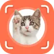 Cat Identifier - Cat Scanner