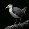 Icon of program: Appp.io - White-breasted …