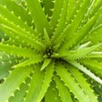 プログラムのアイコン：Aloevera Ke Fayde