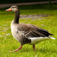 Icon of program: Goose Sounds - Goose hunt…
