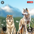 プログラムのアイコン：Wild Wolf Animal Simulato…