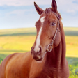 Иконка программы: Horse Home