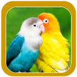 أيقونة البرنامج: Beautiful Birds Wallpaper…