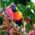Icon of program: My Colorful Animals HD Wa…