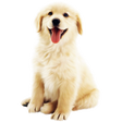 Icon of program: being an egg dog