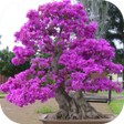 Ikon program: Bonsai Plants Ideas