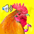 程序图标：Funny Alarm Clock Rington…