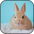 プログラムのアイコン：Cute rabbits wallpapers