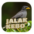 Icon of program: Kicau Jalak Kebo Gacor