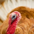 Programikonen: Turkey Sounds