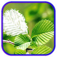 程序图标：leaf photo frames, effect…