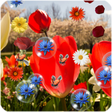 Иконка программы: Spring Flowers Live Wallp…