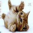 프로그램 아이콘: Kittens & Cats Wallpapers