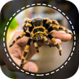 프로그램 아이콘: Spider Identifier App by …