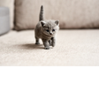 Icon of program: Cat and Dog Love Hangoutf…