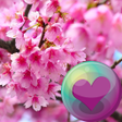 程序图标：Sakura Cherry Blossoms HD…